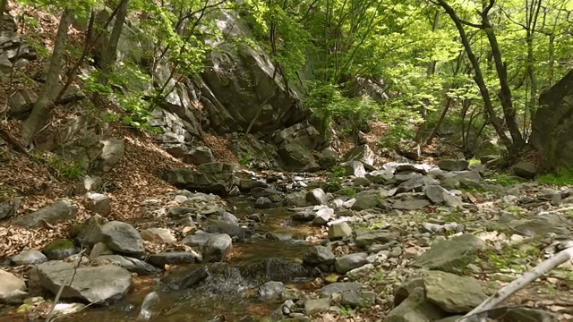 바위가 있는 고요한 숲 속 개울