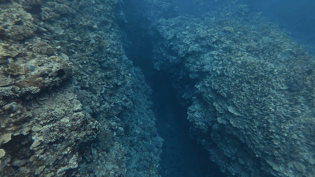 Silent coral reefs underwater