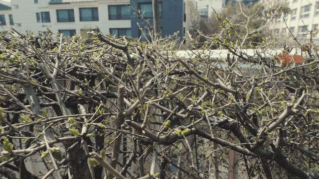 도시 환경에서 새싹이 돋아나는 나뭇가지