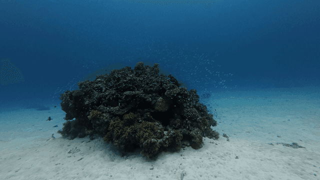 Coral reefs full of small fish