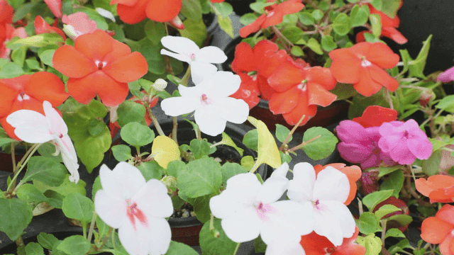 Colorful flowers in full bloom