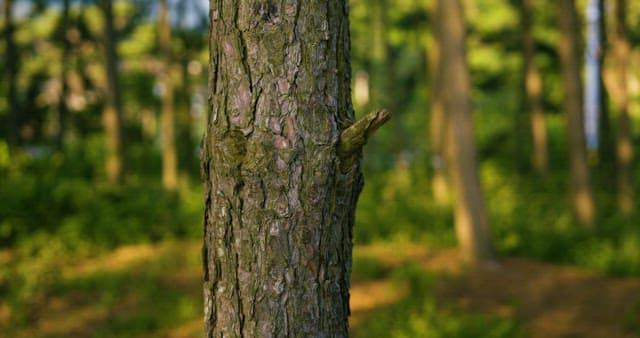 나무에 걸어둔 휴대용 스피커