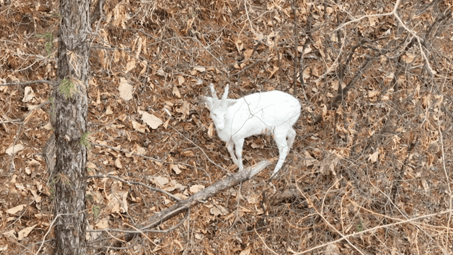 White goat standing in forest