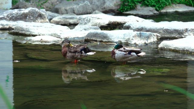 Two ducks preening in a calm rocky stream