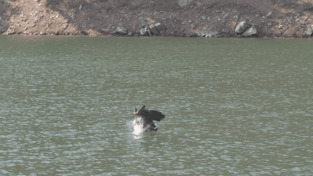 Eagle descending to river for prey