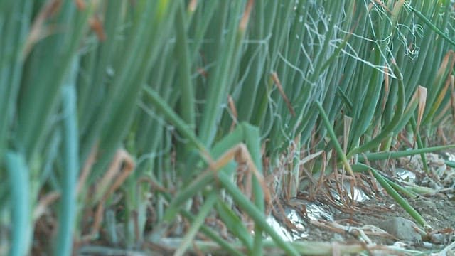 Fresh green onions growing on a sunny day