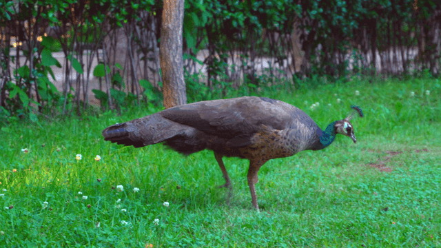 A peacock walking gracefully on grass