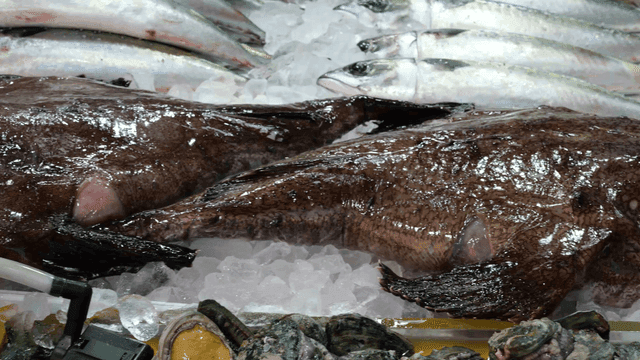 시장에 얼음 위에 진열된 신선한 아귀