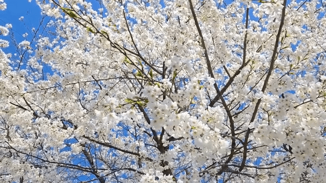 맑은 하늘 아래 만개한 벚꽃