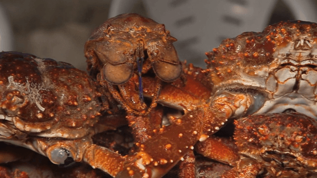 용기에 담긴 신선한 게 무더기