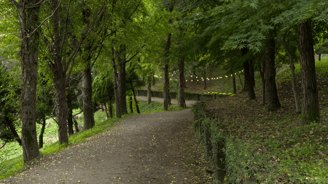 Quiet forest path lit by light bulbs