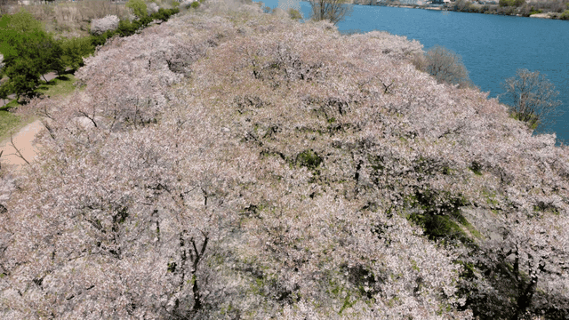 Cherry blossoms in full bloom by the river