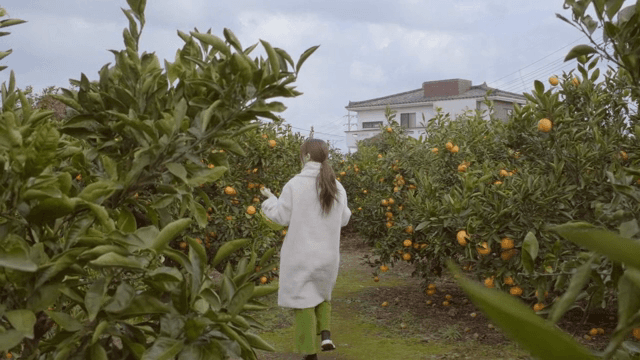 감귤 과수원을 걷고 있는 여성의 뒷모습