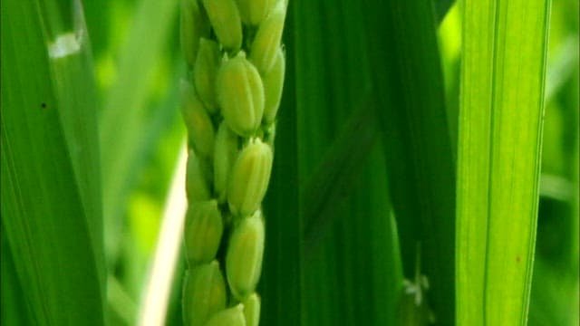 Close View of Rice Plants in Sunlight