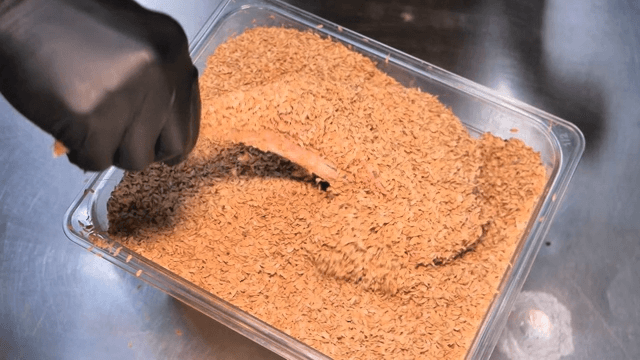 Gloved hands removing tomahawk steak aged in rice husks