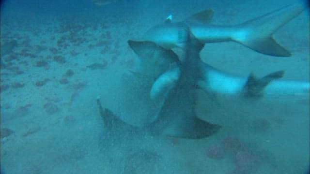 무리에서 공격당하는 상어