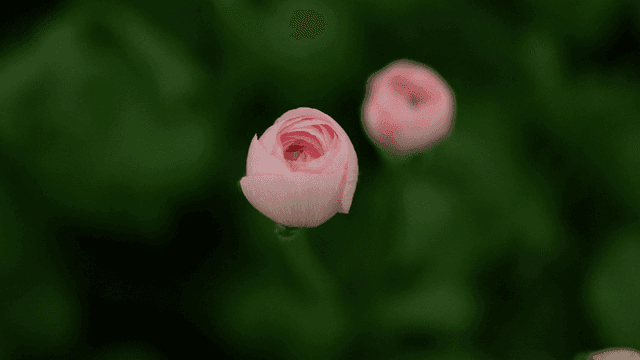 Pink buds in a lush green garden