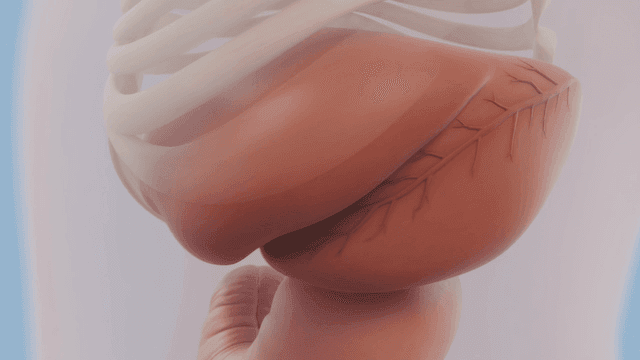 Detailed view of human internal organs