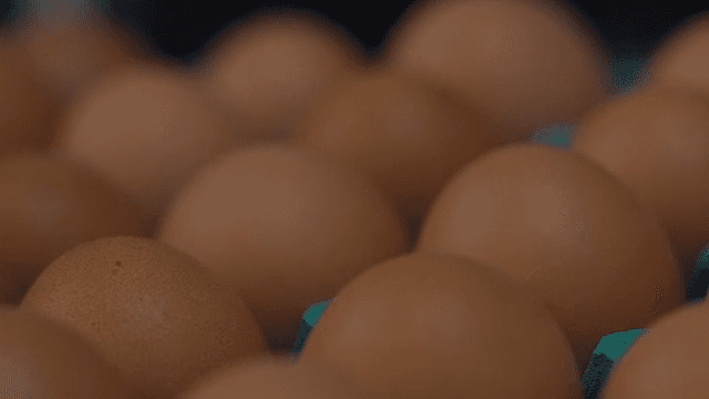 계란이 정렬된 상자