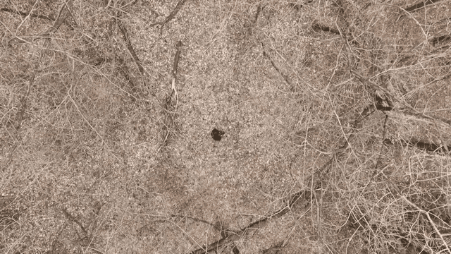 Aerial view of bare forest with person standing alone