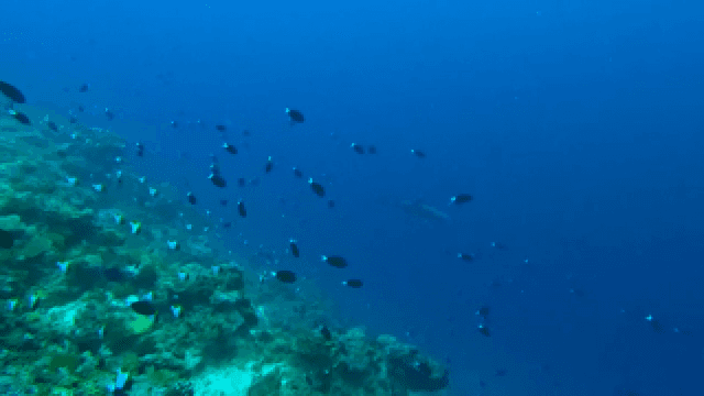 물고기가 있는 활기찬 수중 장면