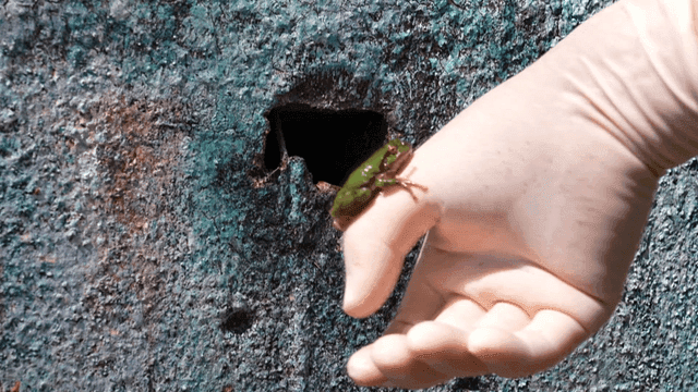 Small frog jumping into your hand