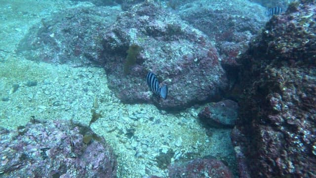 Underwater scene with striped fish and coral