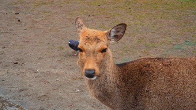 Deer with a pigeons in a park during the day