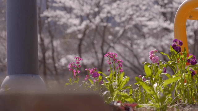 벚꽃 아래 활짝 핀 화려한 꽃들