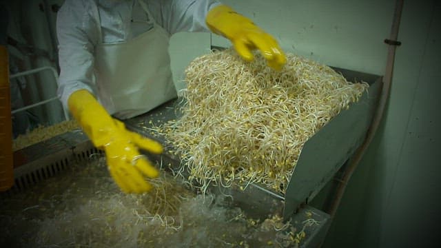 Worker processing a large batch of bean sprouts with yellow gloves in the factory