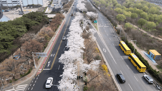 도로에 따라 만개한 벚꽃