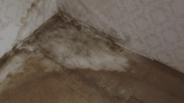 Mold and dampness on a wall corner