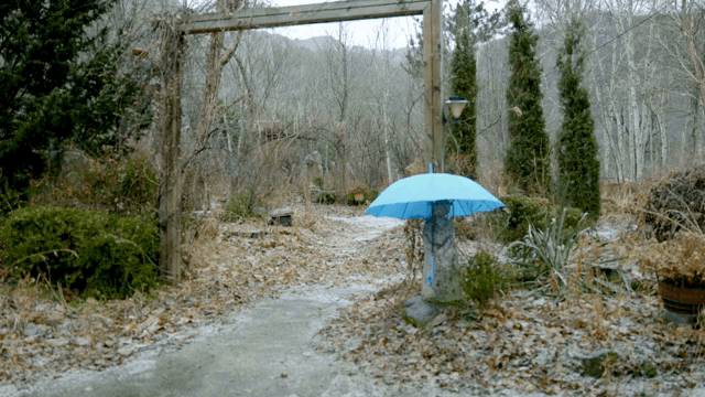 빨간 우산이 있는 눈 내리는 조용한 숲길