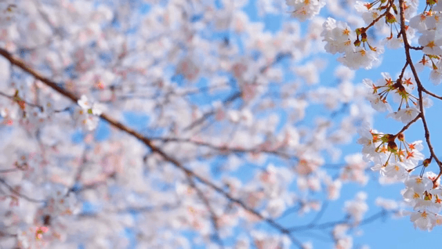 맑은 하늘 아래 피어나는 벚꽃