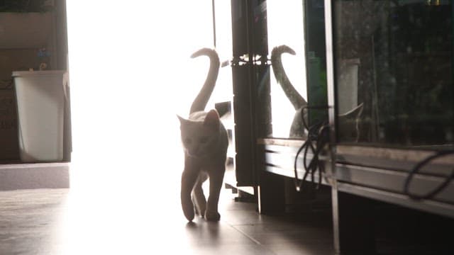 밝은 빛 속에서 집안을 걷는 흰 고양이