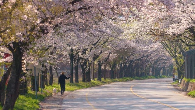 Cherry blossom trees lining a peaceful road