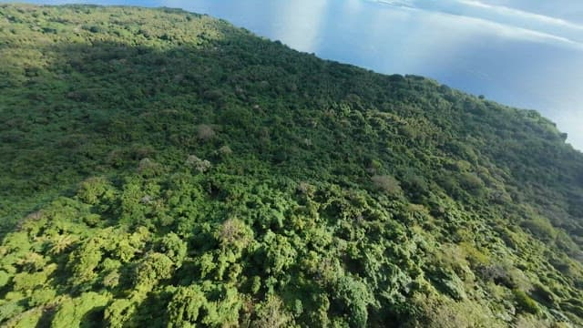 Lush tropical rainforest on an island surrounded by blue sea