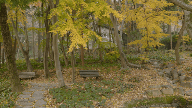 Quiet forest with autumn leaves