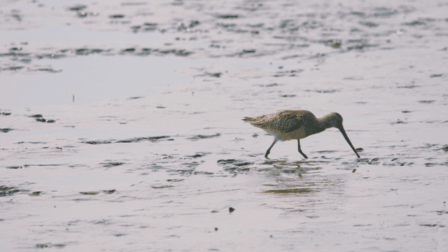 Sandpiper foraging in the muddy tidal wetland