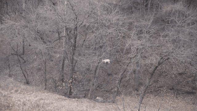 White Goat in Winter Forest
