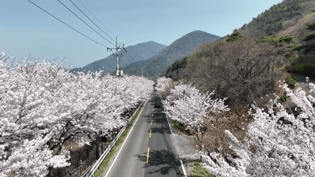 벚꽃이 늘어선 경치 좋은 도로