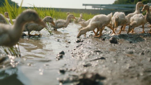 Ducks Entering the Rice Field in Flocks