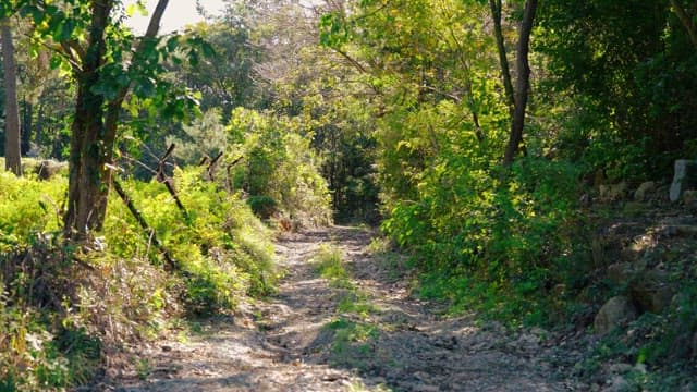 Dirt path surrounded by lush green trees in a forest