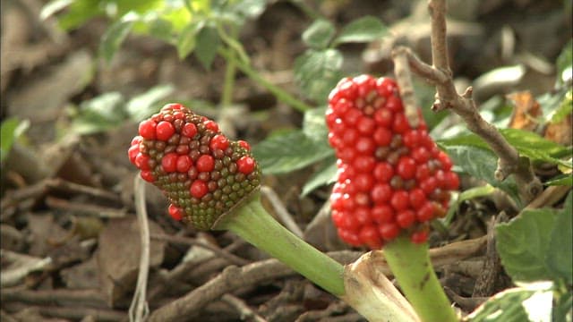 Red Berries Maturing in a Forest