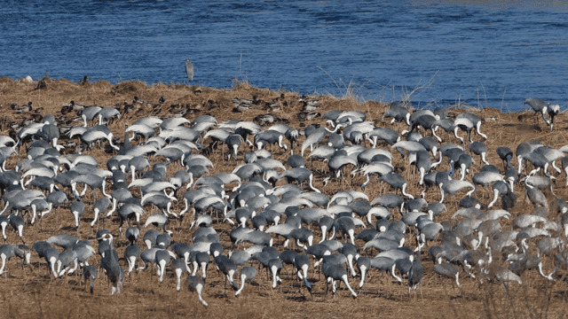 Flock of cranes by the riverside
