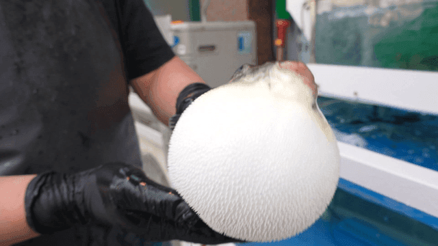 Person who pulled live pufferfish out of tank