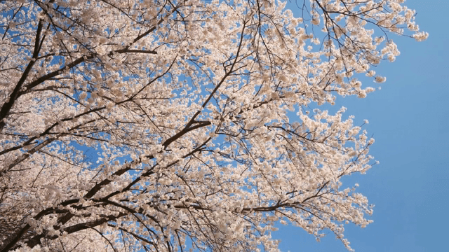 Cherry blossoms in full bloom against a clear sky