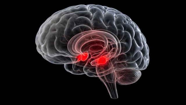 Detailed view of amygdala of human brain with highlighted parts