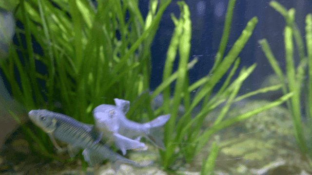 Fish swimming among aquatic plants
