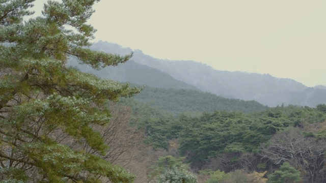 멀리 산이 보이는 고요한 숲